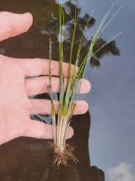 Attēlu rezultāti vaicājumam “Isoetes echinospora”