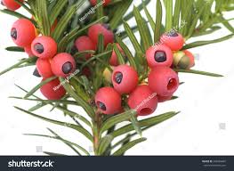 Attēlu rezultāti vaicājumam “Taxus baccata fruit”