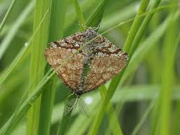 Attēlu rezultāti vaicājumam “Ematurga atomaria”