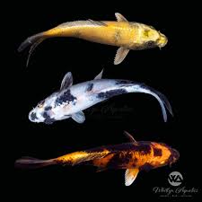 Image result for Cyprinus carpio