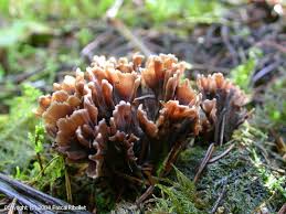 Attēlu rezultāti vaicājumam “Thelephora palmata”