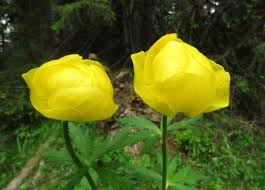 Attēlu rezultāti vaicājumam “Trollius europaeus”