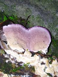 Attēlu rezultāti vaicājumam “Trichaptum biforme”