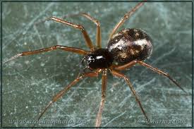 Attēlu rezultāti vaicājumam “Linyphiidae”