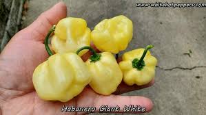 Afbeeldingsresultaat voor white habanero hot pepper
