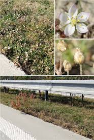 Attēlu rezultāti vaicājumam “Spergularia marina flower”