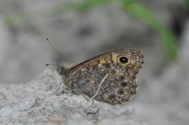 Attēlu rezultāti vaicājumam “Lasiommata megera underside”