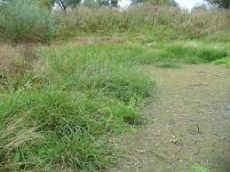 Attēlu rezultāti vaicājumam “Glyceria fluitans”