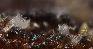 Attēlu rezultāti vaicājumam “Amaurochaete atra spores”