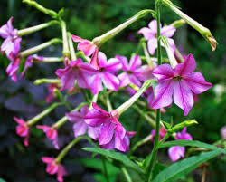 Image result for Nicotiana x sanderae