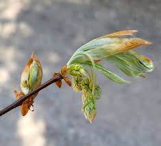 Attēlu rezultāti vaicājumam “Epipactis palustris bud”