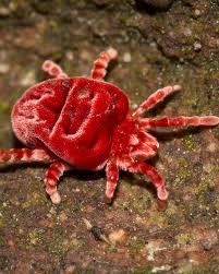 Attēlu rezultāti vaicājumam “Trombidiidae”