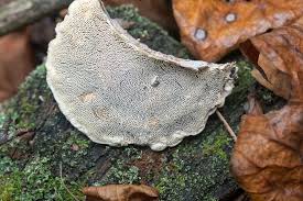 Attēlu rezultāti vaicājumam “Trametes gibbosa”