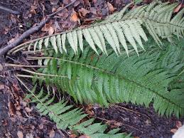 Attēlu rezultāti vaicājumam “Dryopteris carthusiana”