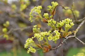 Attēlu rezultāti vaicājumam “Acer platanoides flower”