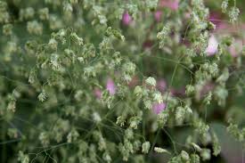 Attēlu rezultāti vaicājumam “Briza media flower”