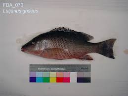 Image result for Lutjanus griseus