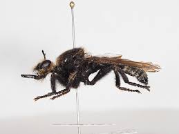 Attēlu rezultāti vaicājumam “Laphria gibbosa”