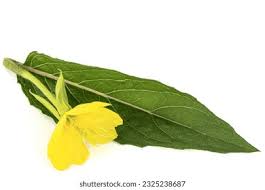 Attēlu rezultāti vaicājumam “Oenothera biennis leaf”