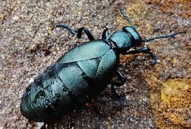 Attēlu rezultāti vaicājumam “Meloe sp.”