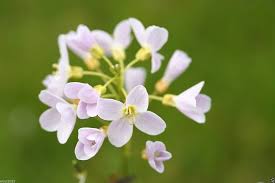Attēlu rezultāti vaicājumam “Cardamine pratensis flower”