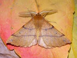 Attēlu rezultāti vaicājumam “Colotois pennaria”