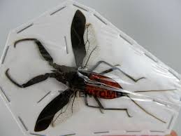 Attēlu rezultāti vaicājumam “Nepa cinerea nymph”