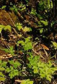 Attēlu rezultāti vaicājumam “Sanicula europaea fruit”