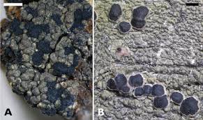 Attēlu rezultāti vaicājumam “Bilimbia tetramera”