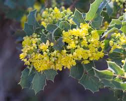 Attēlu rezultāti vaicājumam “Berberidaceae”