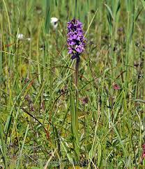 Attēlu rezultāti vaicājumam “Dactylorhiza traunsteineri”