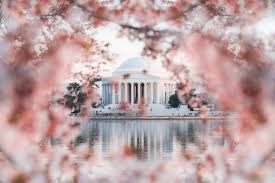 Image result for "cherry blossom" washington