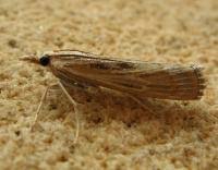 Attēlu rezultāti vaicājumam “Pediasia fascelinella”