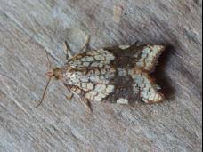 Attēlu rezultāti vaicājumam “Acleris aspersana”