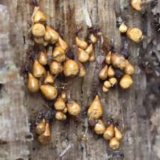 Attēlu rezultāti vaicājumam “Trichia crateriformis”