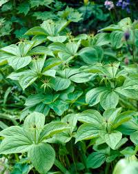 Attēlu rezultāti vaicājumam “Paris quadrifolia flower”
