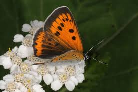 Attēlu rezultāti vaicājumam “Lycaena dispar female”