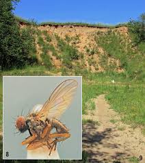 Attēlu rezultāti vaicājumam “Tetanops myopina”