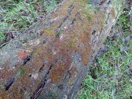 Attēlu rezultāti vaicājumam “Nowellia curvifolia”