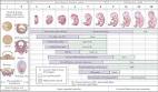 <b>fetal development</b> weekly,