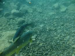 Image result for York University Sub Aqua Club