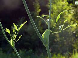 Attēlu rezultāti vaicājumam “Laserpitium latifolium leaf”