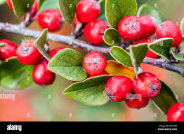 Attēlu rezultāti vaicājumam “Cotoneaster multiflorus fruit”