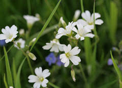 Attēlu rezultāti vaicājumam “Cerastium arvense flower”