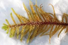 Attēlu rezultāti vaicājumam “Abietinella abietina”