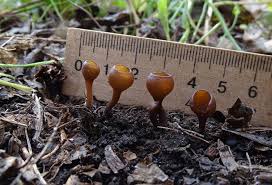 Attēlu rezultāti vaicājumam “Dumontinia tuberosa”