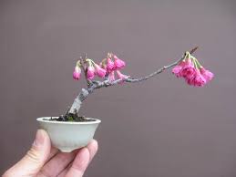 Image result for 緋寒桜