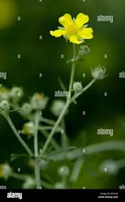 Attēlu rezultāti vaicājumam “Potentilla argentea flower”