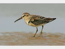 Attēlu rezultāti vaicājumam “Calidris falcinellus adult”