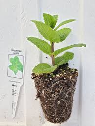 Attēlu rezultāti vaicājumam “Mentha spicata”